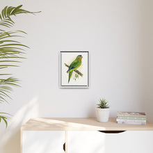 Petz's Conure (Aratinga canicularis) colored wood-engraved plate by Alexander Francis Lydon