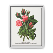 Pink roses, Crested Moss lithograph. Digitally enhanced from our own original 1900 edition plates of Botanical Specimen published by Rochester Lithographing - NOMADEN ART GALLERY