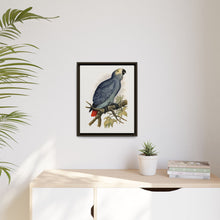 Grey Parrot (Psittacus erithacus) colored wood-engraved plate by Alexander Francis Lydon.