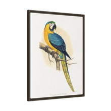 Blue and Yellow Macaw (Ara ararauna) colored wood-engraved plate by Alexander Francis Lydon