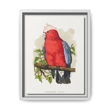 Rose-Breasted Cockatoo (Eolophus roseicapillus) colored wood-engraved plate by Alexander Francis Lydon. - NOMADEN ART GALLERY