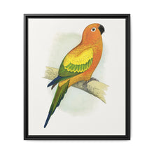 Sun Parrakeet (Aratinga solstitialis) colored wood-engraved plate by Alexander Francis Lydon - NOMADEN ART GALLERY