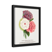 Double Althea in 3 colors lithograph. Digitally enhanced from our own original 1900 edition plates of Botanical Specimen published by Rochester Lithographing - NOMADEN ART GALLERY