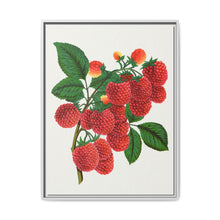 Shaffer's Colossal Raspberry Lithograph (1900) - NOMADEN ART GALLERY