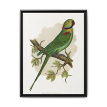 Alexandrine Parakeet (Psittacula eupatria) colored wood-engraved plate by Alexander Francis Lydon. - NOMADEN ART GALLERY