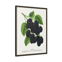 Snyder Blackberry lithograph from Botanical Specimen published by Rochester Lithographing