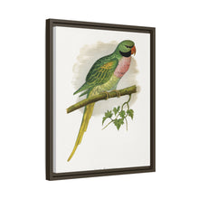 Javan Parrakeet (Psittacula alexandri) colored wood-engraved plate by Alexander Francis Lydon.