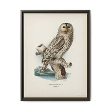 Strix uralensis ♀ illustrated by the von Wright brothers from our own 1929 folio version of Svenska Fåglar Efter Naturen Och Pa Sten Ritade - NOMADEN ART GALLERY