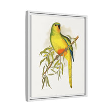Orange-Bellied Parrakeet (Neophema chrysogaster) colored wood-engraved plate by Alexander Francis Lydon.