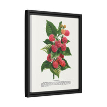 Cuthbert raspberry lithograph. Digitally enhanced from our own original 1900 edition plates of Botanical Specimen published by Rochester Lithographing