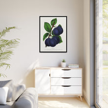 Niagara plum lithograph. Digitally enhanced from our own original 1900 edition plates of Botanical Specimen published by Rochester Lithographing
