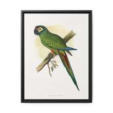 llliger's Macaw (Primolius maracana) colored wood-engraved plate by Alexander Francis Lydon - NOMADEN ART GALLERY