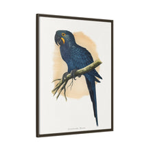 Hyacinthine Macaw (Anodorhynchus hyacinthinus) colored wood-engraved plate by Alexander Francis Lydon.