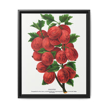 Industry Gooseberry lithograph. Digitally enhanced from our own original 1900 edition plates of Botanical Specimen published by Rochester Lithographing - NOMADEN ART GALLERY