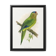 Petz's Conure (Aratinga canicularis) colored wood-engraved plate by Alexander Francis Lydon - NOMADEN ART GALLERY