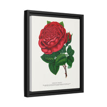 Red rose, American Beauty lithograph. Digitally enhanced from our own original 1900 edition plates of Botanical Specimen published by Rochester Lithographing - NOMADEN ART GALLERY
