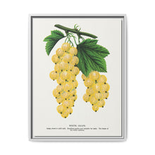 White grape lithograph. Digitally enhanced from our own original 1900 edition plates of Botanical Specimen published by Rochester Lithographing - NOMADEN ART GALLERY