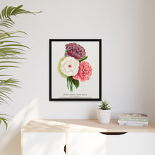 Double Althea in 3 colors lithograph. Digitally enhanced from our own original 1900 edition plates of Botanical Specimen published by Rochester Lithographing