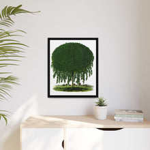 Kilmarnock Weeping Willow tree lithograph. Digitally enhanced from our own original 1900 edition plates of Botanical Specimen published by Rochester Lithographing