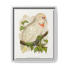 Slender-Billed Cockatoo (Cacatua tenuirostris) colored wood-engraved plate by Alexander Francis Lydon. - NOMADEN ART GALLERY