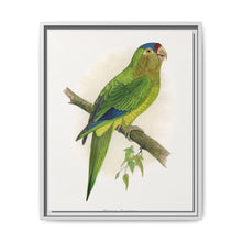 Petz's Conure (Aratinga canicularis) colored wood-engraved plate by Alexander Francis Lydon - NOMADEN ART GALLERY