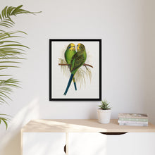 Budgerigar (Melopsittacus undulatus) colored wood-engraved plate by Alexander Francis Lydon