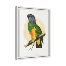 Senegal Parrot (Poicephalus senegalus) colored wood-engraved plate by Alexander Francis Lydon.