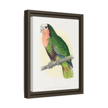 Red-Throated White-Fronted Amazon (Amazona leucocephala) colored wood-engraved plate by Alexander Francis Lydon.