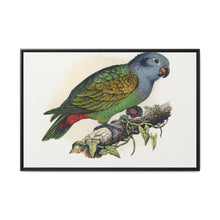 Red-Vented Parrot (Amazona martinicana) colored wood-engraved plate by Alexander Francis Lydon - NOMADEN ART GALLERY