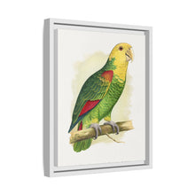 Double-Fronted or Le Vaillant's Amazon (Amazona oratrix) colored wood-engraved plate by Alexander Francis Lydon.