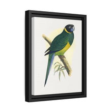 Bauer's Parrakeet (Barnardius zonarius) colored wood-engraved plate by Alexander Francis Lydon. - NOMADEN ART GALLERY