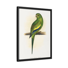 Canary-Winged Conure ( Brotogeris versicolurus) colored wood-engraved plate by Alexander Francis Lydon