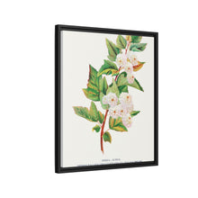 Spirea Aurea flowers lithograph. Digitally enhanced from our own original 1900 edition plates of Botanical Specimen published by Rochester Lithographing