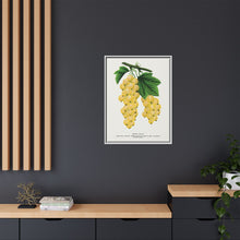 White Grape Lithograph | Vintage Botanical Wall Art Print