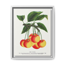 Gov Wood cherry lithograph. Digitally enhanced from our own original 1900 edition plates of Botanical Specimen published by Rochester Lithographing - NOMADEN ART GALLERY
