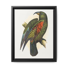 Mountain Parrot (Nestor notabilis) colored wood-engraved plate by Alexander Francis Lydon - NOMADEN ART GALLERY