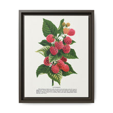 Cuthbert raspberry lithograph. Digitally enhanced from our own original 1900 edition plates of Botanical Specimen published by Rochester Lithographing - NOMADEN ART GALLERY