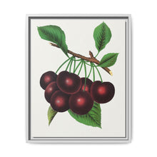 Black Tartarian cherry lithograph. Digitally enhanced from our own original 1900 edition plates of Botanical Specimen published by Rochester Lithographing - NOMADEN ART GALLERY
