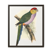 Pileated Parrakeet (Pionopsitta pileata) colored wood-engraved plate by Alexander Francis Lydon. - NOMADEN ART GALLERY