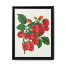 Shaffer's Colossal Raspberry Lithograph (1900) - NOMADEN ART GALLERY