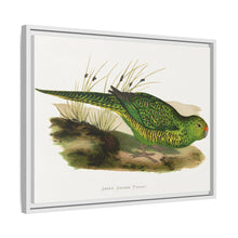 Green Ground Parrot (Pezoporus wallicus) colored wood-engraved plate by Alexander Francis Lydon