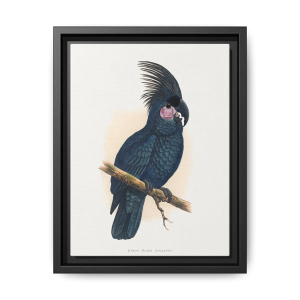 Great Black Cockatoo (Probosciger aterrimus) colored wood-engraved plate by Alexander Francis Lydon - NOMADEN ART GALLERY