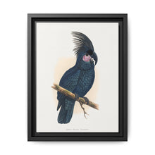 Great Black Cockatoo (Probosciger aterrimus) colored wood-engraved plate by Alexander Francis Lydon - NOMADEN ART GALLERY