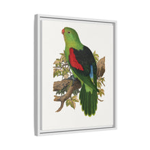Red-winged parakeet (Aprosmictus erythropterus) colored wood-engraved plate by Alexander Francis Lydon