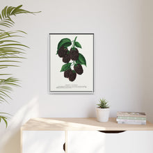 Lucretia Dewberry lithograph. Digitally enhanced from our own original 1900 edition plates of Botanical Specimen published by Rochester Lithographing
