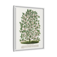 Hardy Magnolia tree lithograph. Digitally enhanced from our own original 1900 edition plates of Botanical Specimen published by Rochester Lithographing