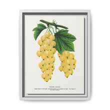 White grape lithograph. Digitally enhanced from our own original 1900 edition plates of Botanical Specimen published by Rochester Lithographing - NOMADEN ART GALLERY