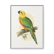Jendaya Conure (Aratinga jandaya) colored wood-engraved plate by Alexander Francis Lydon. - NOMADEN ART GALLERY