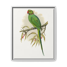Ring-Necked or Bengal Parakeet (Psittacula columboides) colored wood-engraved plate by Alexander Francis Lydon - NOMADEN ART GALLERY