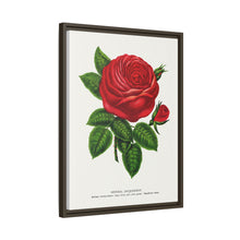 Red rose, General Jacquemont flower lithograph. Digitally enhanced from our own original 1900 edition plates of Botanical Specimen published by Rochester Lithographing